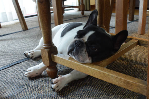 istock French bulldog falling asleep 1223122041