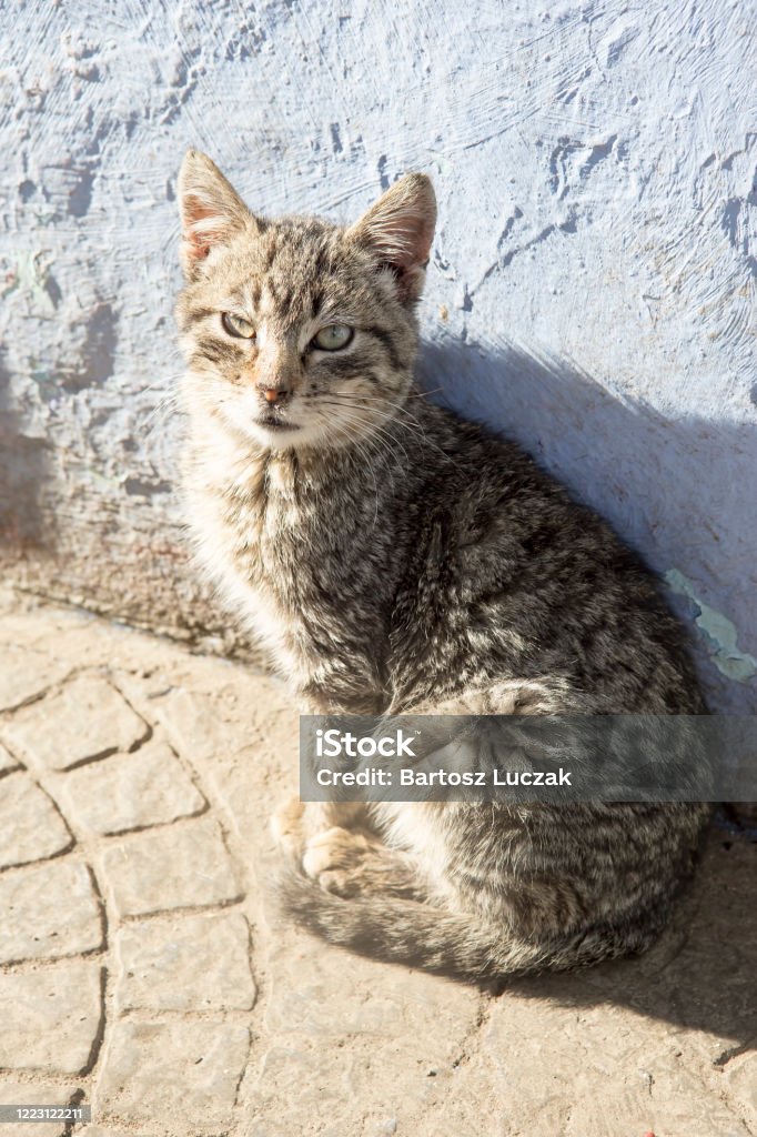 Small grey cat in Chefchouen Africa Stock Photo
