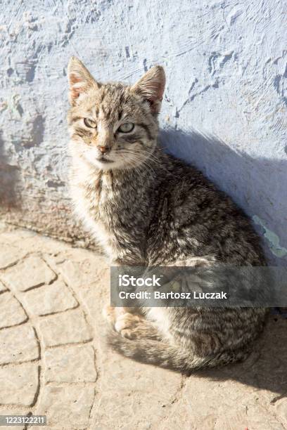 Small Grey Cat In Chefchouen Stock Photo - Download Image Now - Africa, Animal, Animal Body Part