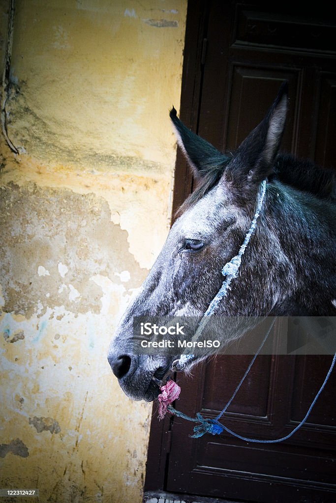 Mule Mule in Fez. Morocco. Grainy. Animal Body Part Stock Photo