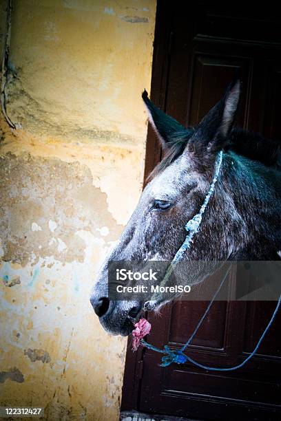 Mule Stock Photo - Download Image Now - Animal Body Part, Animal Head, Ass - Horse Family