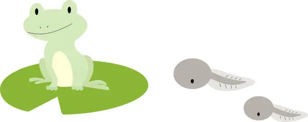 Vector illustration of Illustration of frog and tadpole