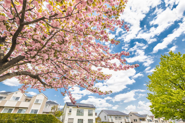 Cherry blossoms in full bloom in a residential area