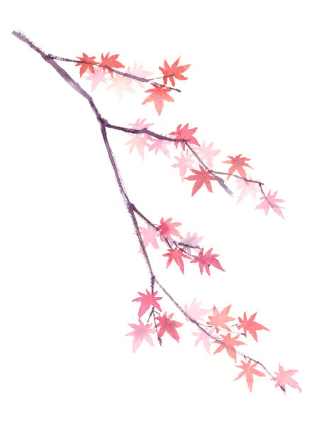 чернила, рисуя иллюстрацию кленовой ветви. - tree watercolor painting leaf zen like stock illustrations
