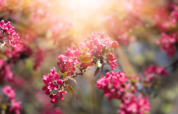 istock Branch with pink apple flowers 1223128056