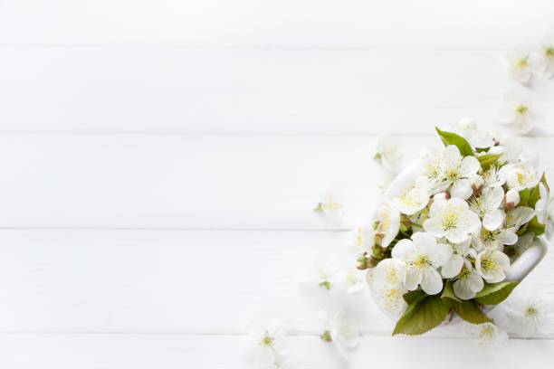 istock White spring flowers, blossom cherry, white blossoms, white wooden board , spring template, empty card for Mother's day, women's day, 8 march, birthday, easter, spring card, wedding, invitation, advertising products 1223129134