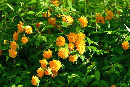 Shrubby Cinquefoil Goldteppich yellow flower - Latin name - Potentilla fruticosa Goldteppich