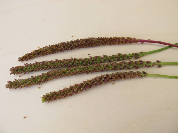 꽃가집에 큰 질경이 식용 씨앗, 플랜고 메이저 - plantain major herb greater 뉴스 사진 이미지
