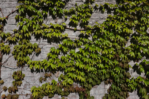 Ivy on the stone wall in the springtime