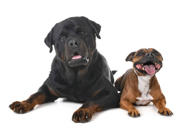 istock staffordshire bull terrier and rottweiler 1223130931