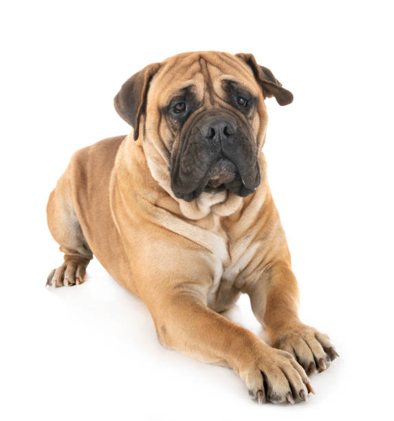 istock purebred bullmastif 1223130979