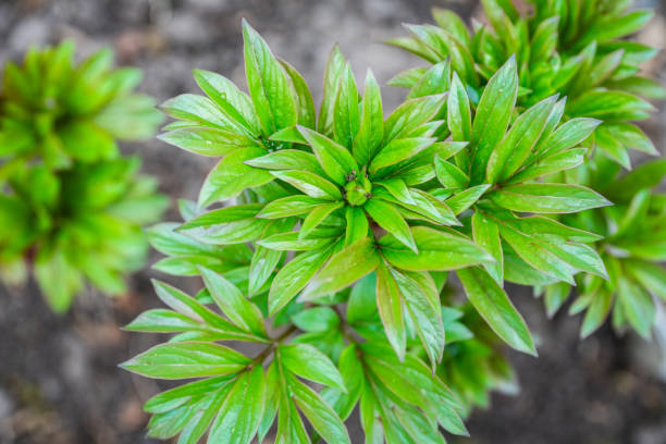 istock Young peony plant in the garden 1223131894