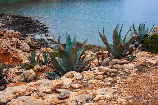 View of agave plants next to the sea in the summer season, Lampedusa. Sicily