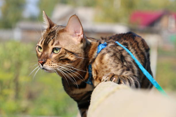 Bengal cat with a blue leash on a wooden staircase in the village fights with another cat stock photo