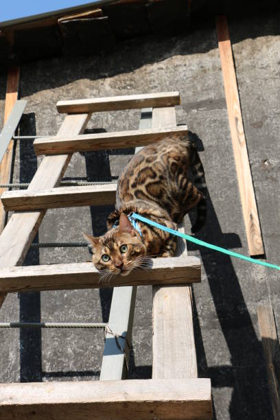 portrait of a Bengal cat on a wooden staircase in the village stock photo