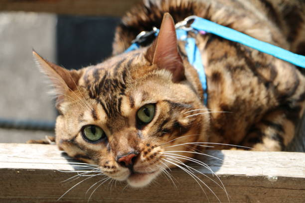 portrait of a Bengal cat on a wooden staircase in the village stock photo