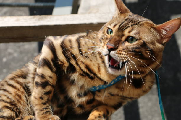 aggressive Bengal cat on a wooden staircase in the village stock photo