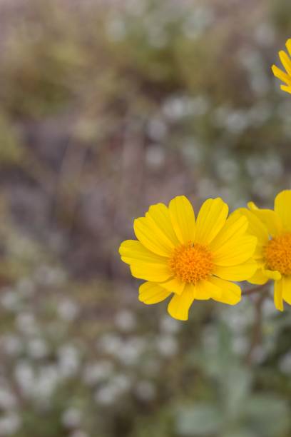 istock GERAEA CANESCENS - TWENTYNINE PALMS - 040920 C 1223133128