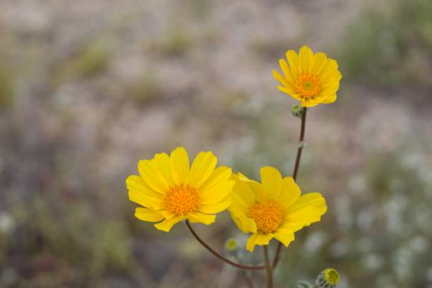 istock GERAEA CANESCENS - TWENTYNINE PALMS - 040920 D 1223133130