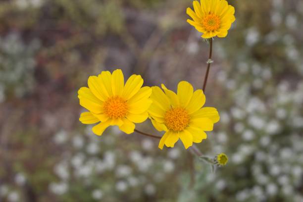 istock GERAEA CANESCENS - TWENTYNINE PALMS - 040920 A 1223133133