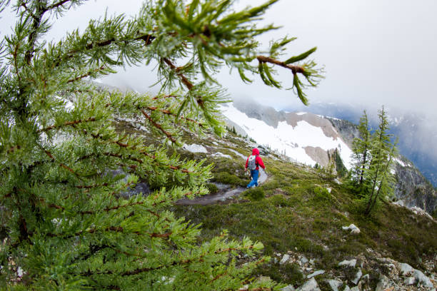 istock Hiking on a rainy day in Washington State 1223133254