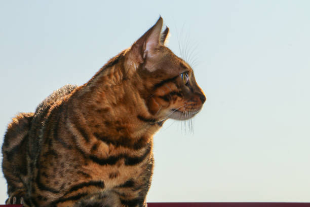 portrait of a Bengal cat that sits on a fence at sunset stock photo