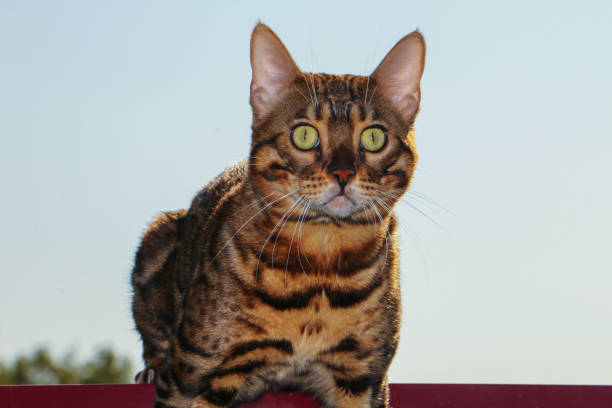 portrait of a Bengal cat that sits on a fence at sunset stock photo