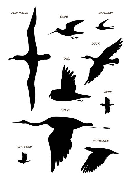 ilustrações de stock, clip art, desenhos animados e ícones de birds. vector black drawing silhouette image set. - albatross