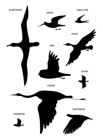 Flying birds with text names (crane, gull, Albatross, duck, Sparrow, Sandpiper, partridge, owl, swallow ). Vector image silhouettes.