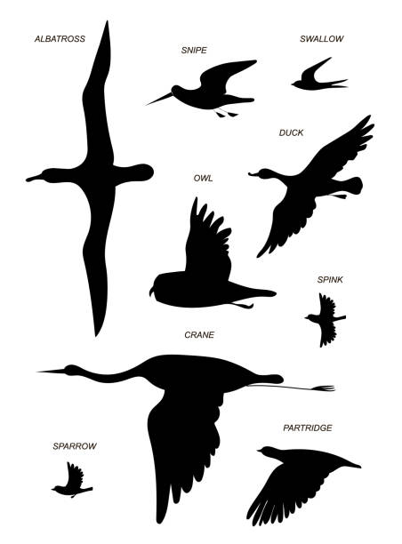 Birds. Vector black drawing silhouette image set. Flying birds with text names (crane, gull, Albatross, duck, Sparrow, Sandpiper, partridge, owl, swallow ). Vector image silhouettes. albatross stock illustrations