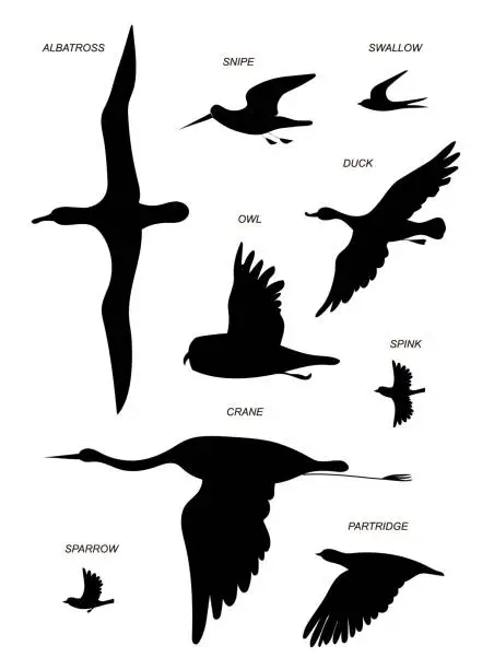 Vector illustration of Birds. Vector black drawing silhouette image set.
