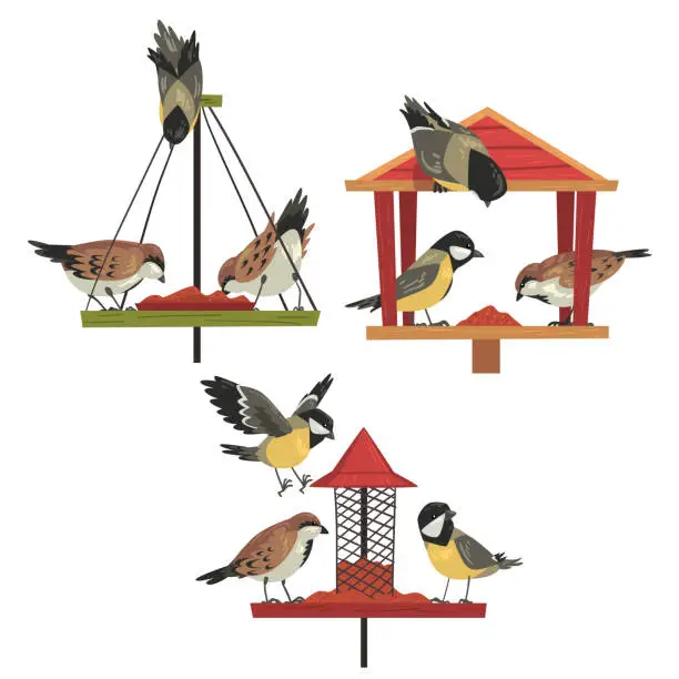 Vector illustration of Winter Bird Feeder with Chickadees and Titmouses, Northern Birds Feeding by Seeds Vector Illustration