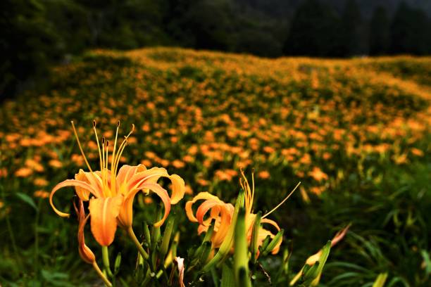 istock Beautiful orange lily farm on the mountain. 1223134300