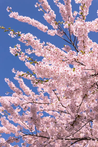 istock Beautiful cherry blossoms in full blooming in Sapporo 1223136844
