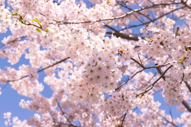 istock Beautiful cherry blossoms in full blooming in Sapporo 1223137790