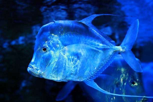 Lookdown Selene vomer is a salt water marine fish from the family of stavrid Carangidae.