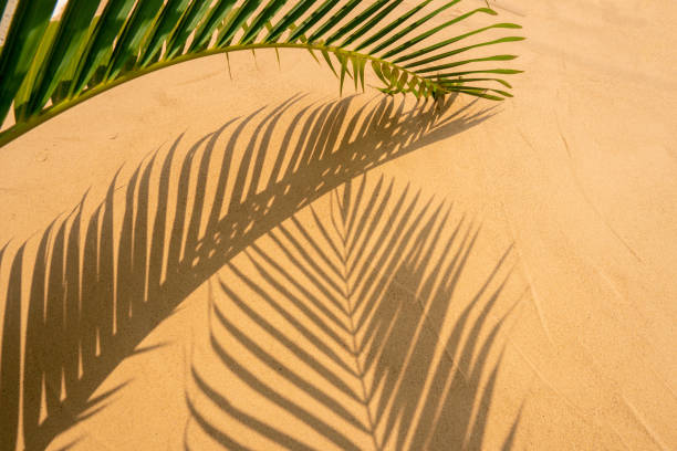 istock green palm leaf and shadows on beach texture background 1223137997