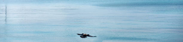 istock Crow flying over the sea 1223138078