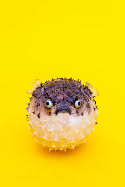 Hedgehog fish. Lose weight for summer concept.