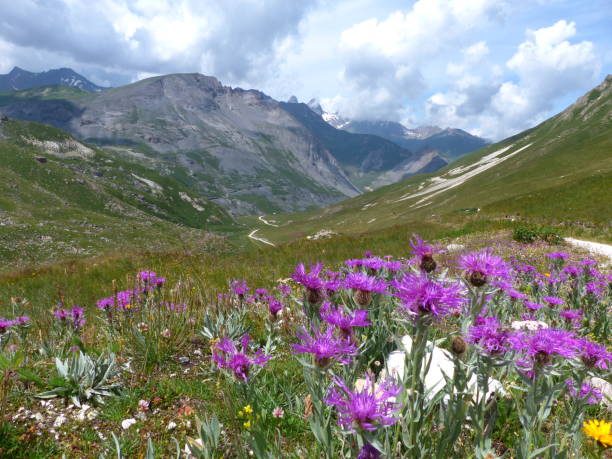 istock Alpine flowers, around Valloire, Savoy 1223138287