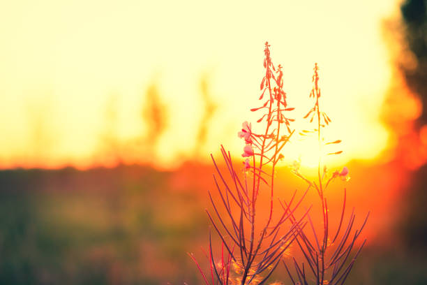 istock Sunset in the field 1223139646