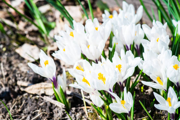 istock Beautiful blooming crocuses in garden 1223139858