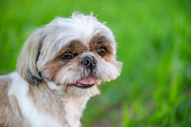 istock Shih Tzu Puppy 1223139919
