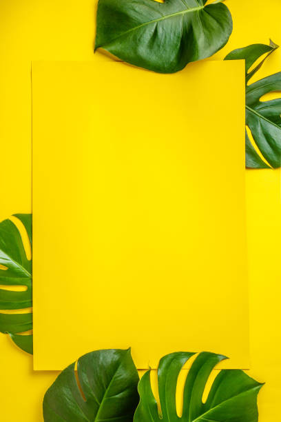 istock Tropical leaves Monstera on yellow background. Flat lay 1223142253