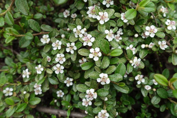 istock White flowers in the leafage of Cotoneaster horizontalis in May 1223142343