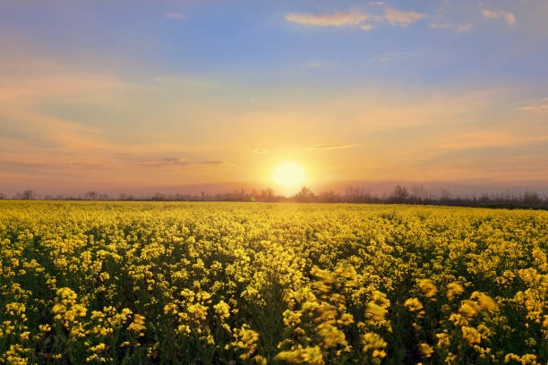istock bright colorful sunset field canola 1223142473