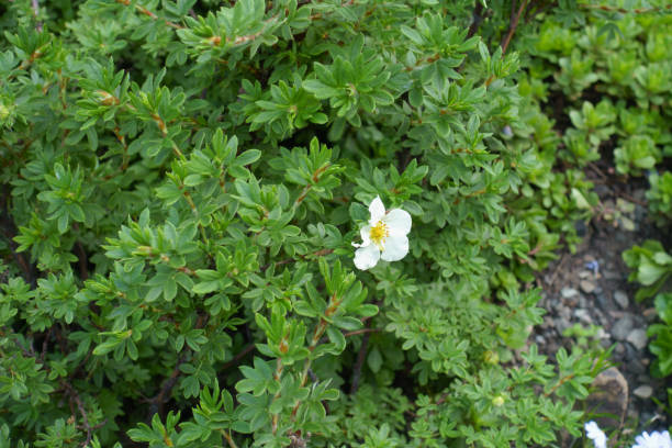 istock Single white flower of Dasiphora fruticosa in mid May 1223142479
