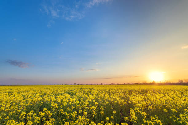 istock bright colorful sunset field canola 1223142484