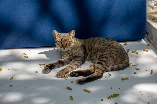 Homeless cat on the couch