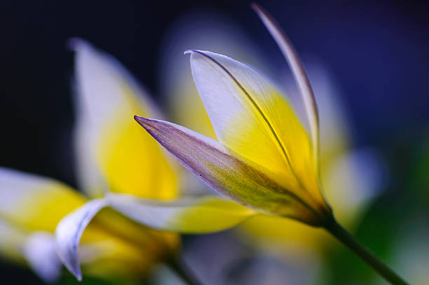 tulipano stellato-tulipa turkestanica - star tulip foto e immagini stock